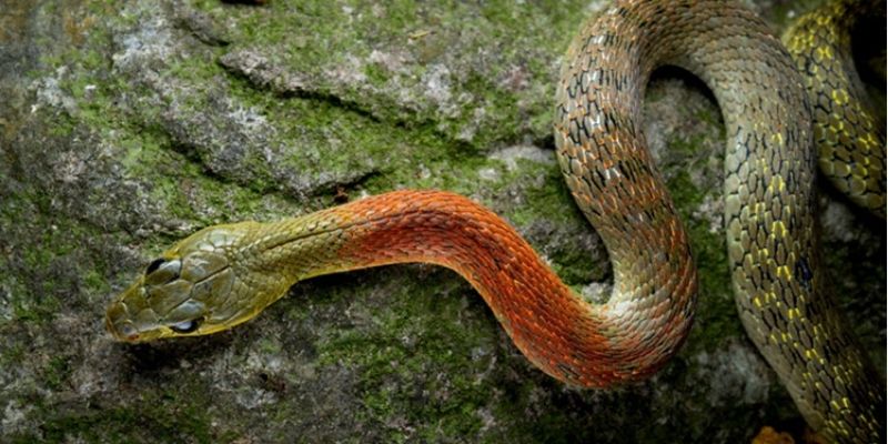 Lưu ý quan trọng khi chốt cược với giấc chiêm bao thấy xà