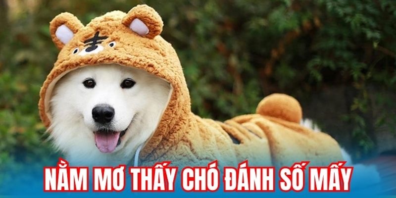 Nằm Mơ Thấy Chó Đánh Số Mấy Và Ý Nghĩa Giấc Mơ Chuẩn Xác