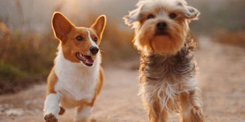 Giải mã nằm mơ thấy chó đánh số mấy chuẩn xác