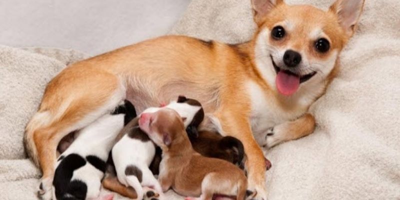 Nằm mơ thấy chó đánh số mấy để trúng lớn