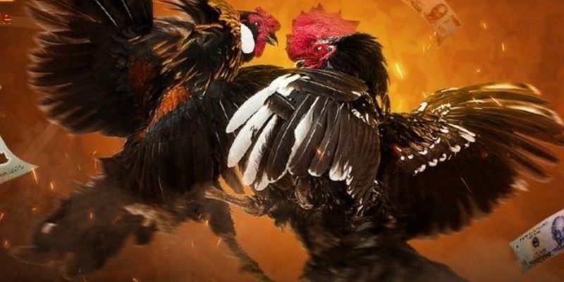 Cách xác định chiến kê thắng cuộc cho người mới