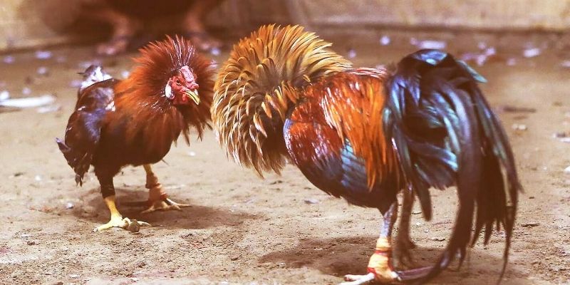 Lưu ngay kinh nghiệm chọn chiến kê chuẩn xác