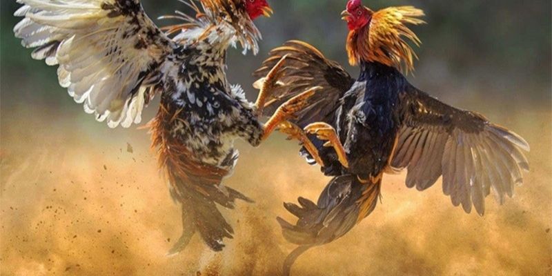 Tân thủ cần nắm rõ cách chơi đá gà phủi